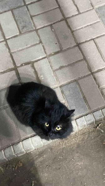 Любящий дом для черного кота