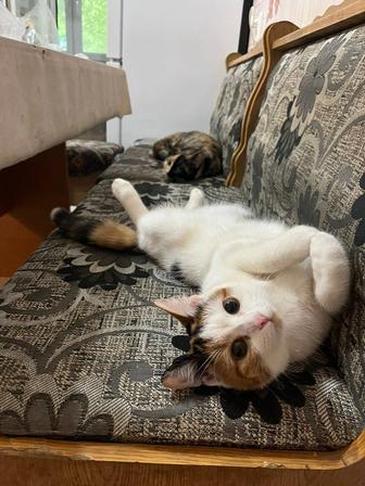 Шотландская кошка на вязку