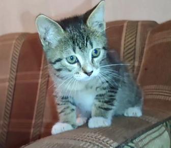 Котенок мальчик