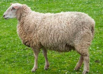 мясо баранина