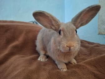Отдам кролика в хорошие руки
