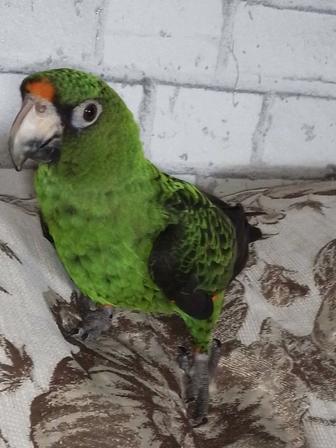 Ручной, говорящий конголезский попугай, 2 года