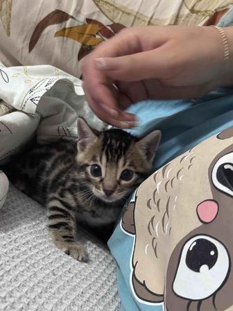 Котенок бенгал