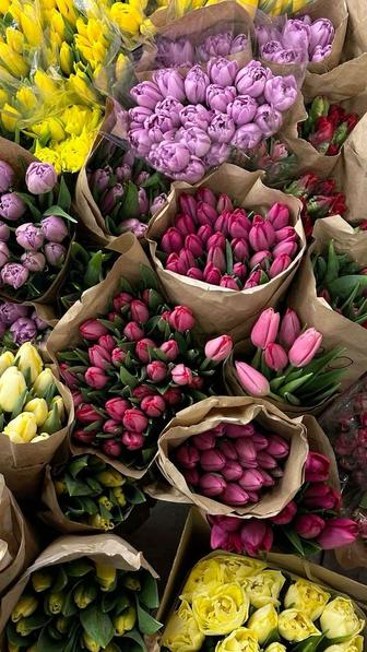 Продам голландские тюльпаны