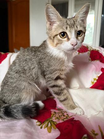 Отдам котенка в хорошие руки