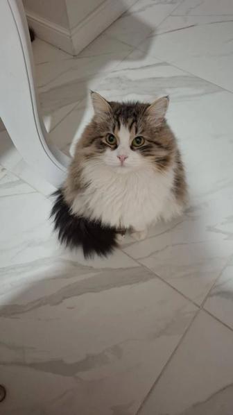 Кошка в хорошие руки