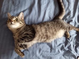 Кошка Луна ищет дом