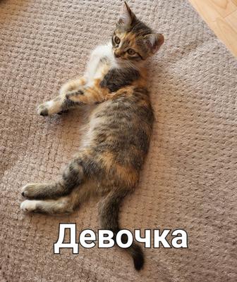 Отдам котят хорошим людям