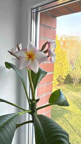Плюмерия, франжипани, тайский цветок