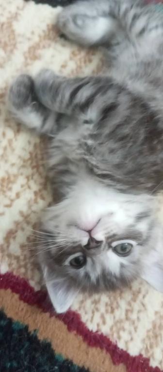 Отдаю котят в добрые руки