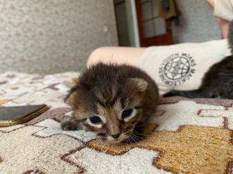 Отдаю котят в добрые руки