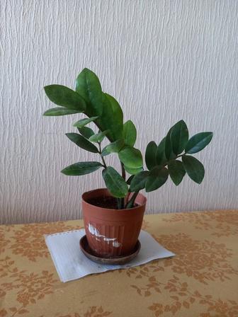 Замиокулькас продам.