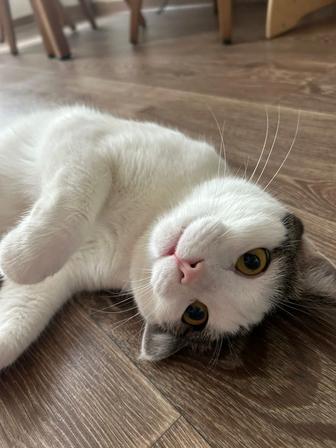 Отдам кота