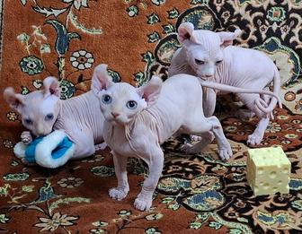 Котята породы Эльф