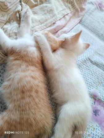 Животные Кошечка