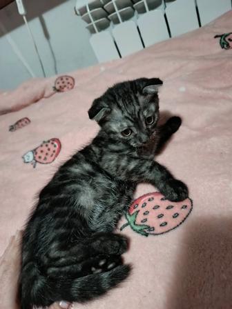 Вислоухие котята в добрые руки