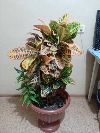 Офисные цветы кротон