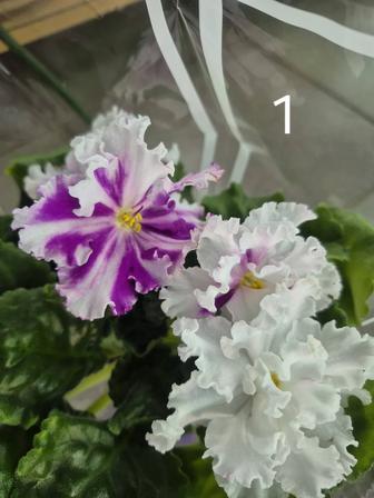 Фиалки сортовые