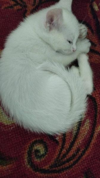 Отдам котенка альбиноса сиамского