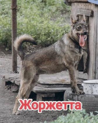 Собаки
