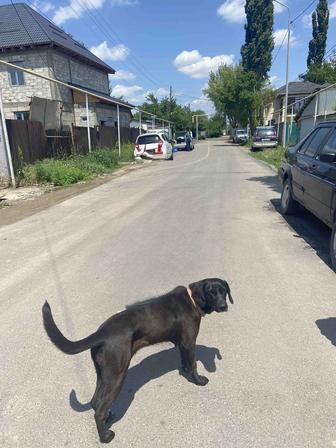 Отдам собаку бесплатно