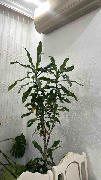 Продам комнатные растения. Цена от 3000 тенге и выше, 10, 15, 18 тысяч.