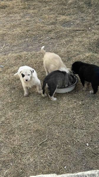 Щенки 1,5 месяца