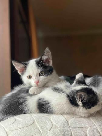 Двум котятам нужен дом