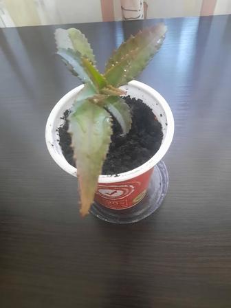 Продается домашний цветок