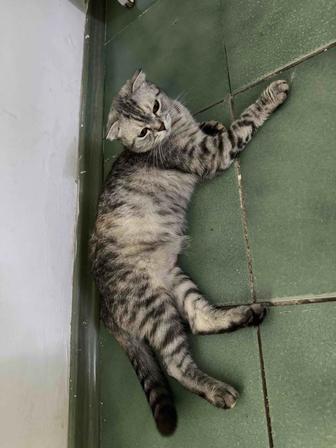 Кошку в добрые руки