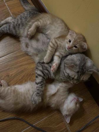 Отдам в добрые руки котят