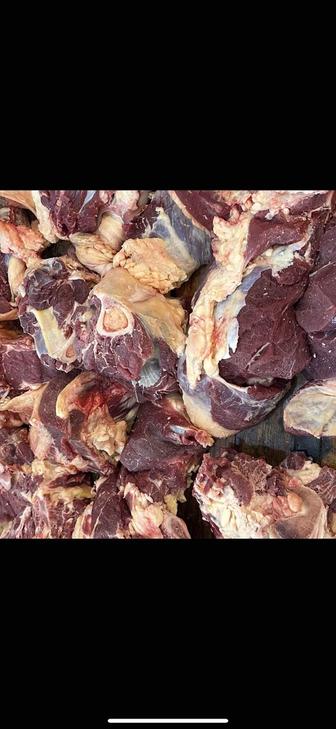 Продам мясо говядина