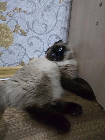 Пропал кот по кличке Масик