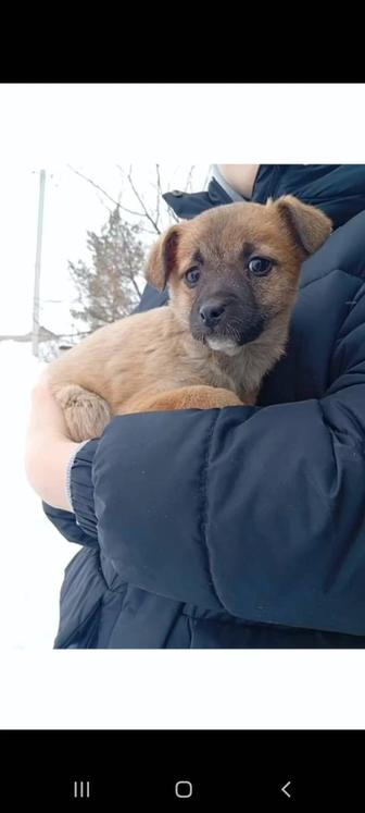 Щенкам нужен дом.