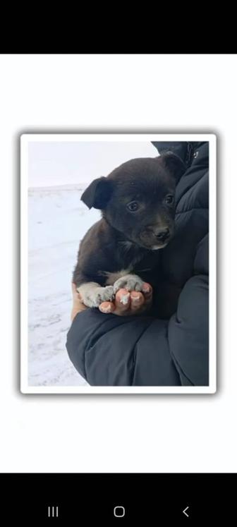 Щенкам нужен дом.