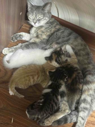 Отдаем котят в добрые руки