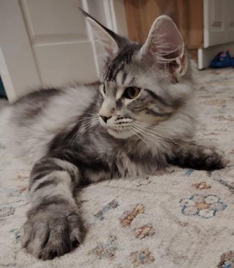 Котята Мейн-кун в Астане.