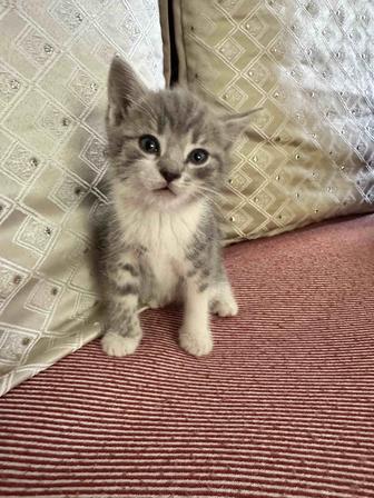 Срочно котята в добрые руки