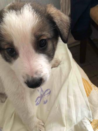 Отдам кутенка в хорошие руки