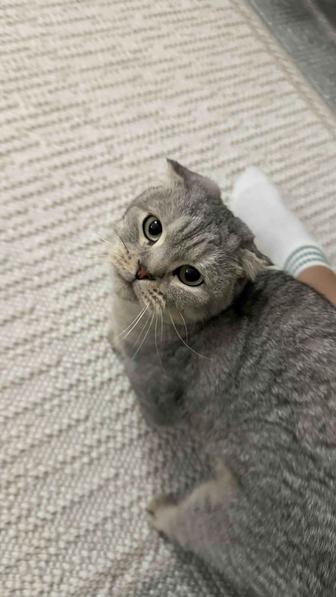 Продам кота