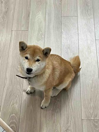 Щенок Сибаину 4 месяца