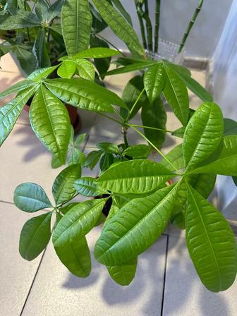 Оказываю услуги няни