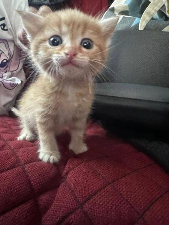 Отдам котенка 2 месячного
