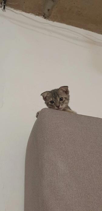 Вислоухий котенок
