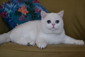 Кошечка Тебя серебристая шиншилла!