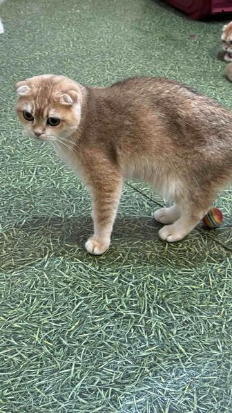 Кошечка Лукреция золотая шиншилла!