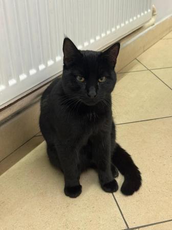 Очень ласковый кот ищет дом!