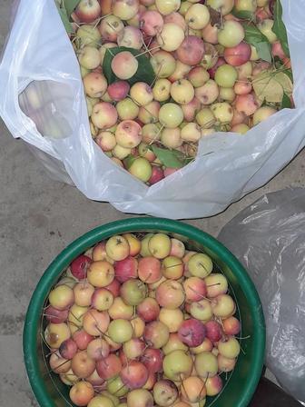 Продажа ранеток