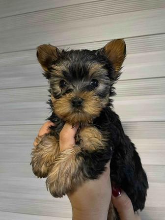 Щенок Йоркширского терьера