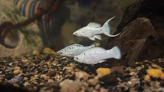 Продам долматинцев